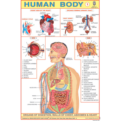 HUMAN BODY (PART I) CHART SIZE 12X18 (INCHS) 300GSM ARTCARD - Indian Book Depot (Map House)