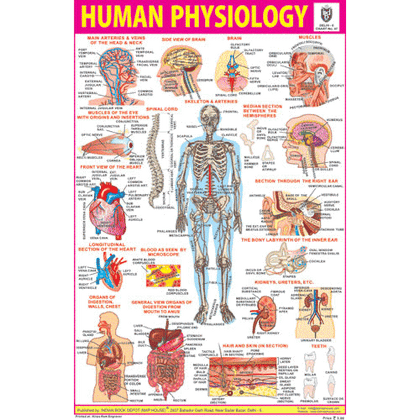 HUMAN PHYSIOLOGY CHART SIZE 12X18 (INCHS) 300GSM ARTCARD - Indian Book Depot (Map House)