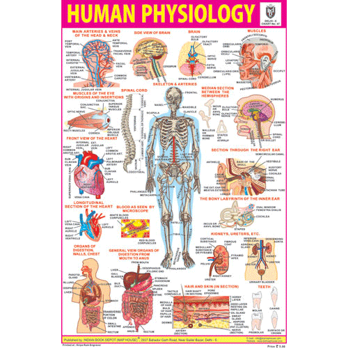 HUMAN PHYSIOLOGY SIZE 24 X 36 CMS CHART NO. 47 - Indian Book Depot (Map House)