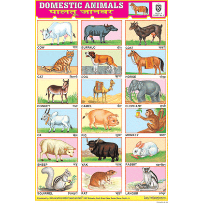 DOMESTIC ANIMALS SIZE 24 X 36 CMS CHART NO. 4 - Indian Book Depot (Map House)
