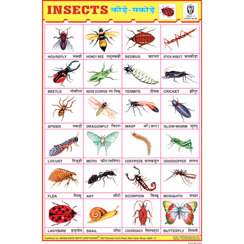 INSECTS CHART SIZE 12X18 (INCHS) 300GSM ARTCARD - Indian Book Depot (Map House)
