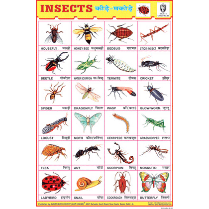 INSECTS CHART SIZE 12X18 (INCHS) 300GSM ARTCARD - Indian Book Depot (Map House)