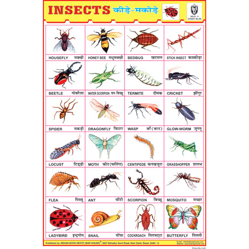 Small Insects Chart INSECTS CHART SIZE 24 X 36 CMS CHART NO. 50
