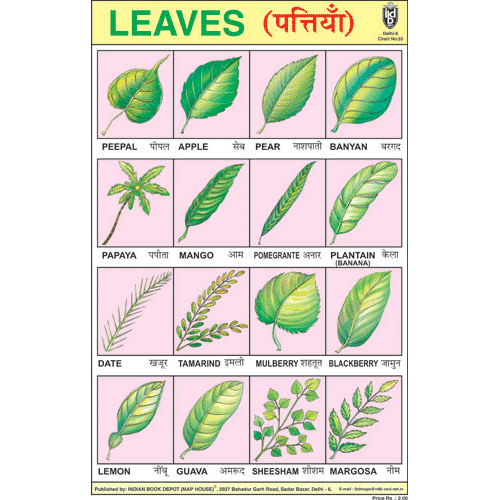 TYPES OF LEAVES CHART SIZE 12X18 (INCHS) 300GSM ARTCARD