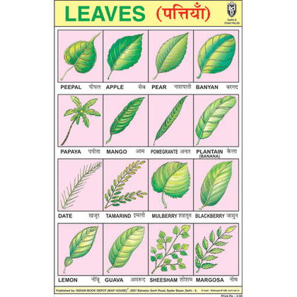 TYPES OF LEAVES CHART SIZE 12X18 (INCHS) 300GSM ARTCARD