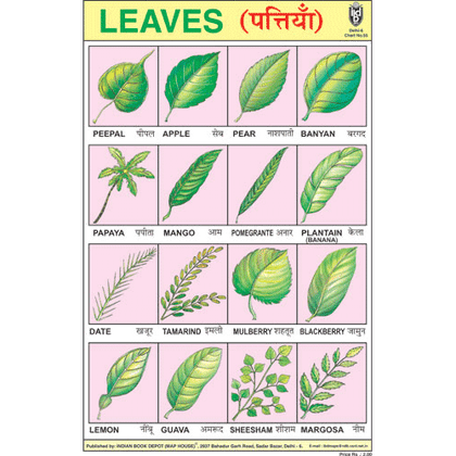 LEAVES CHART SIZE 24 X 36 CMS CHART NO. 55 - Indian Book Depot (Map House)