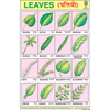 LEAVES CHART SIZE 24 X 36 CMS CHART NO. 55 - Indian Book Depot (Map House)