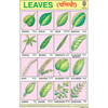 TYPES OF LEAVES CHART SIZE 12X18 (INCHS) 300GSM ARTCARD