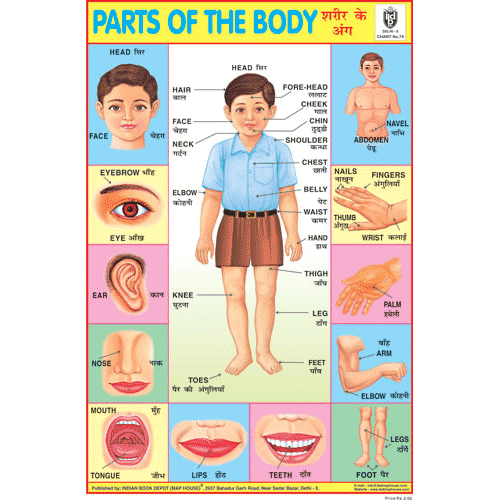 PARTS OF THE BODY SIZE 24 X 36 CMS CHART NO. 74 - Indian Book Depot (Map House)
