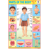 PARTS OF THE BODY CHART SIZE 12X18 (INCHS) 300GSM ARTCARD - Indian Book Depot (Map House)