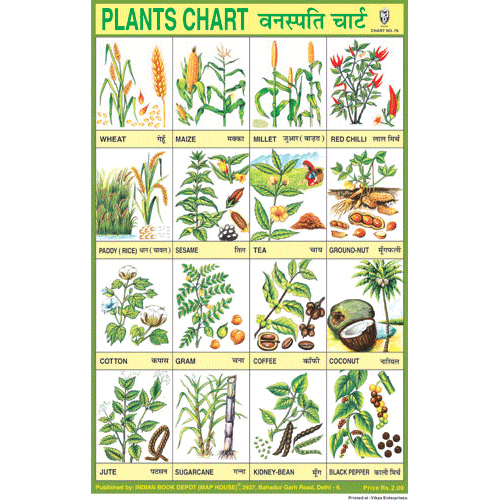 PLANTS CHART SIZE 24 X 36 CMS CHART NO. 76 - Indian Book Depot (Map House)