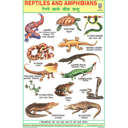 REPTILES CHART SIZE 12X18 (INCHS) 300GSM ARTCARD