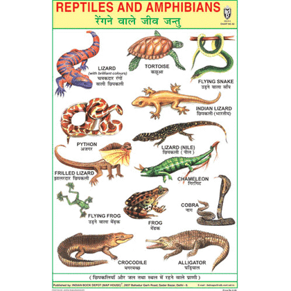 REPTILES SIZE 24 X 36 CMS CHART NO. 82 - Indian Book Depot (Map House)