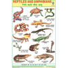 REPTILES SIZE 24 X 36 CMS CHART NO. 82 - Indian Book Depot (Map House)