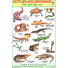 REPTILES CHART SIZE 12X18 (INCHS) 300GSM ARTCARD