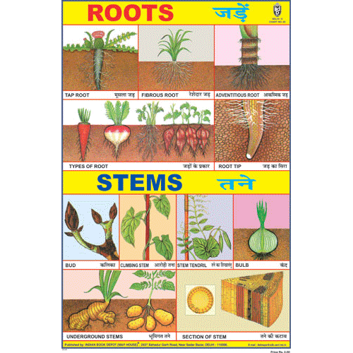ROOTS CHART  SIZE 12X18 (INCHS) 300GSM ARTCARD