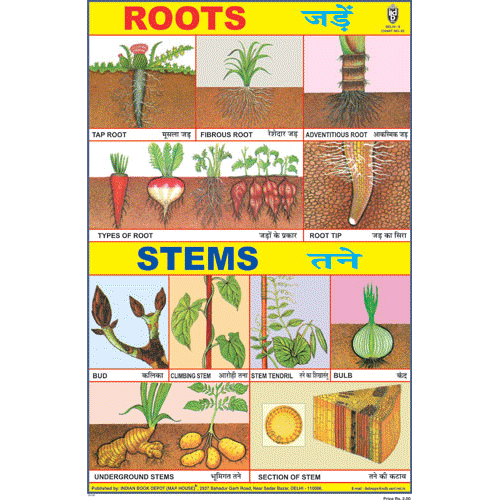 ROOTS CHART SIZE 24 X 36 CMS CHART NO. 85 - Indian Book Depot (Map House)