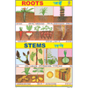 ROOTS CHART SIZE 24 X 36 CMS CHART NO. 85 - Indian Book Depot (Map House)