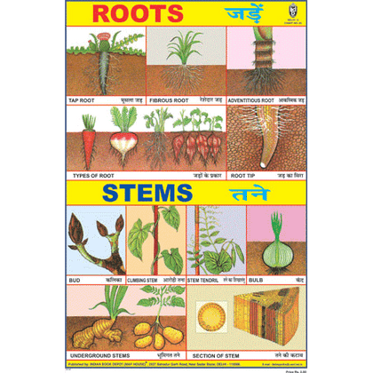 ROOTS CHART  SIZE 12X18 (INCHS) 300GSM ARTCARD