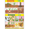 ROOTS CHART  SIZE 12X18 (INCHS) 300GSM ARTCARD