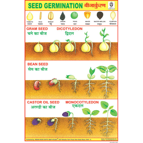 SEED GERMINATION CHART SIZE 12X18 (INCHS) 300GSM ARTCARD