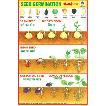 SEED GERMINATION SIZE 24 X 36 CMS CHART NO. 89 - Indian Book Depot (Map House)