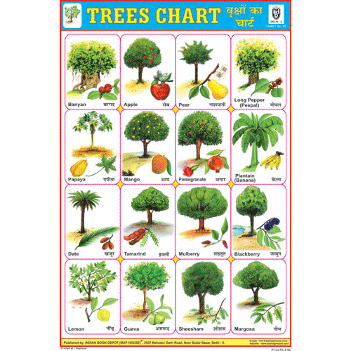 Fun Tree Chart TREES CHART SIZE 12X18 (INCHS) 300GSM ARTCARD