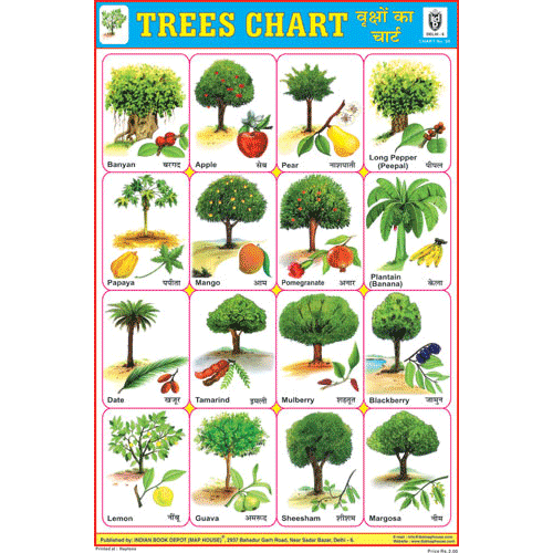 TREES CHART SIZE 12X18 (INCHS) 300GSM ARTCARD