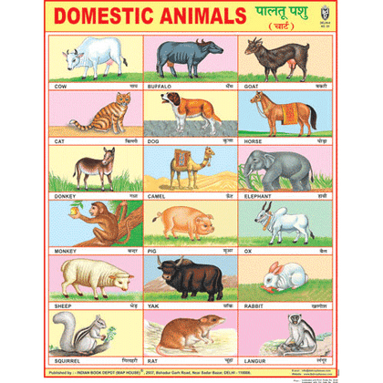 DOMESTIC ANIMALS CHART SIZE 45 X 57 CMS - Indian Book Depot (Map House)