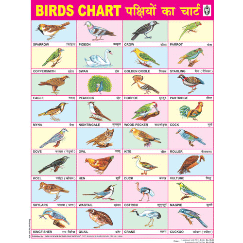 BIRDS CHART SIZE 45 X 57 CMS - Indian Book Depot (Map House)