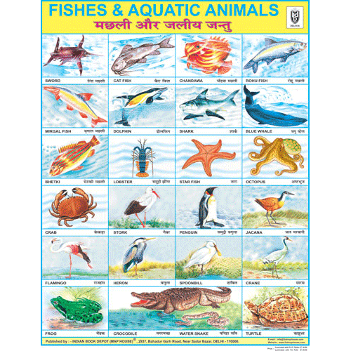 FISH & AQUATIC ANIMALS CHART SIZE 45 X 57 CMS - Indian Book Depot (Map House)
