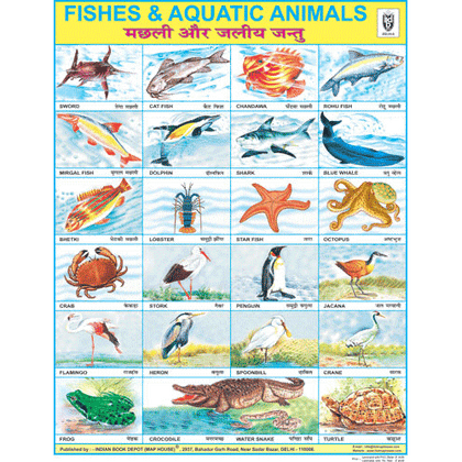 FISH & AQUATIC ANIMALS CHART SIZE 45 X 57 CMS - Indian Book Depot (Map House)