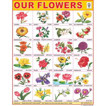FLOWERS CHART SIZE 45 X 57 CMS - Indian Book Depot (Map House)