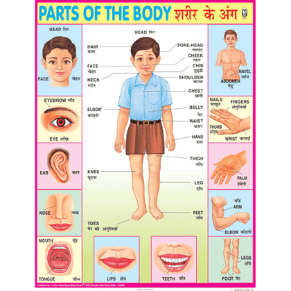 PARTS OF THE BODY CHART SIZE 45 X 57 CMS - Indian Book Depot (Map House)