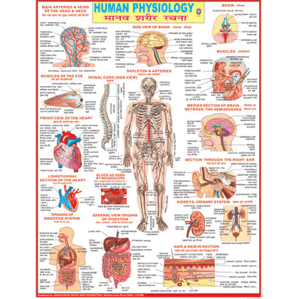 HUMAN PHYSIOLOGY CHART SIZE 45 X 57 CMS - Indian Book Depot (Map House)
