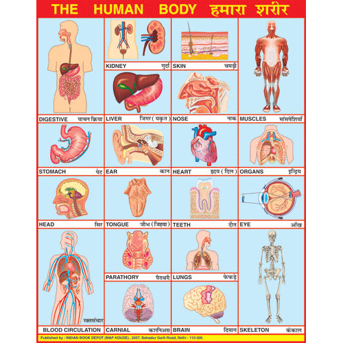 HUMAN BODY CHART SIZE 45 X 57 CMS - Indian Book Depot (Map House)