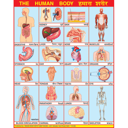 HUMAN BODY CHART SIZE 45 X 57 CMS
