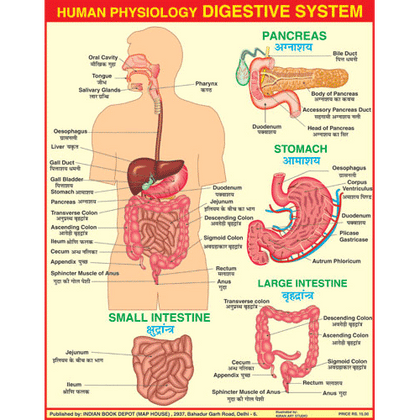 DIGESTIVE SYSTEM CHART SIZE 45 X 57 CMS - Indian Book Depot (Map House)