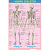 HUMAN SKELETON CHART SIZE 45 X 57 CMS - Indian Book Depot (Map House)