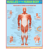 MUSCLES OF THE HUMAN BODY CHART SIZE 45 X 57 CMS - Indian Book Depot (Map House)