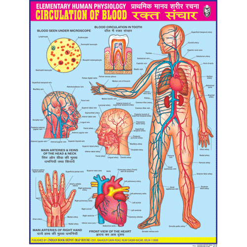 CIRCULATION OF BLOOD CHART SIZE 45 X 57 CMS