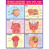 HUMAN ANATOMY (EYES, NOSE) CHART SIZE 45 X 57 CMS - Indian Book Depot (Map House)