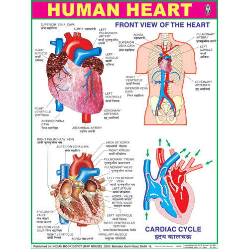HUMAN HEART CHART SIZE 45 X 57 CMS - Indian Book Depot (Map House)