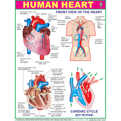 HUMAN HEART CHART SIZE 45 X 57 CMS - Indian Book Depot (Map House)
