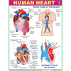 HUMAN HEART CHART SIZE 45 X 57 CMS - Indian Book Depot (Map House)