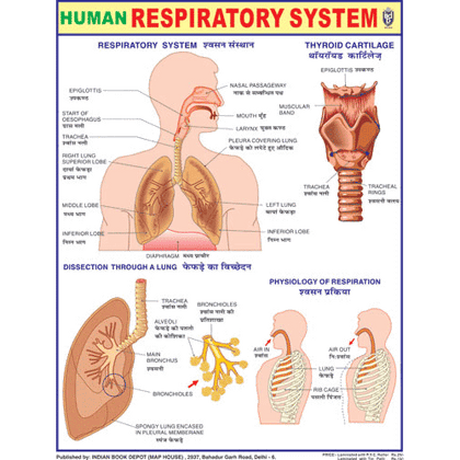 HUMAN RESIRATORY SYSTEM CHART SIZE 45 X 57 CMS - Indian Book Depot (Map House)