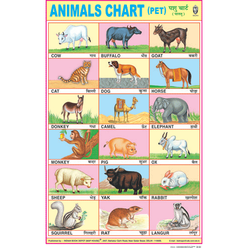 ANIMALS CHART (PET) CHART SIZE 50 X 75 CMS - Indian Book Depot (Map House)