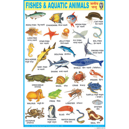 FISHES & AQUATIC ANIMALS CHART SIZE 50 X 75 CMS - Indian Book Depot (Map House)