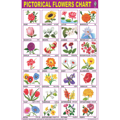 OUR FLOWERS CHART SIZE 50 X 75 CMS - Indian Book Depot (Map House)