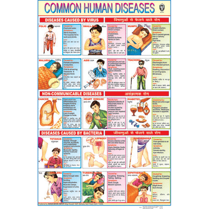 COMMON HUMAN DISEASES CHART SIZE 50 X 75 CMS - Indian Book Depot (Map House)